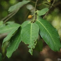 Myristica ceylanica A.DC.